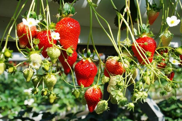 【群馬県内発】 絶景かな!富士山と桜の競演!約650本「新倉山浅間公園」 春うらら♪桜・チューリップ・菜の花も!甲州いちご狩り食べ放題 日帰り2